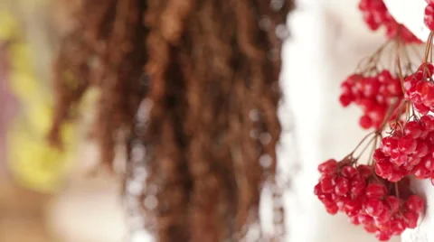 Dried herbs 스톡 동영상 47373660