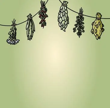 Dried herbs hanging on the thread flat vector style illustration Illustrazione stock