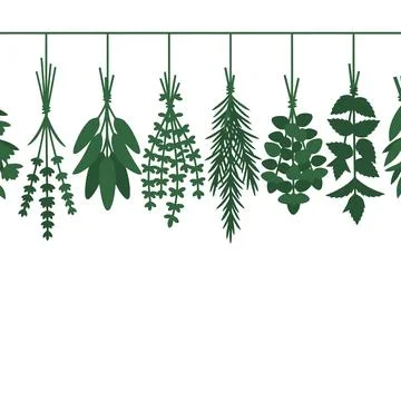 Dried Herbs Hanging on White Background Stock-Illustration