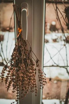 Dried herbs hanging by the window, capturing natures essence in a serene wi.. Stock Photos