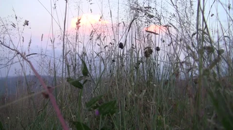 Dried herbs profiled on a sky with clouds illuminated by the sun at sunset Video stock 60446634