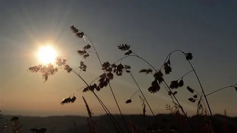 Dried herbs profiled on a sky with clouds illuminated by the sun at sunset Stock Footage 72191948