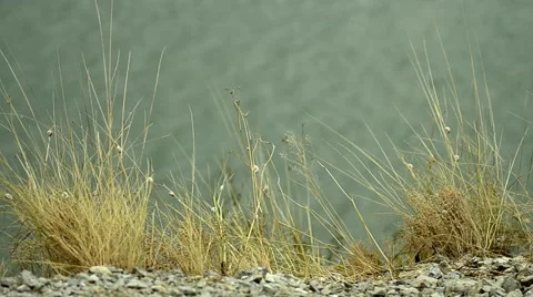 Dried herbs, on a riverbank in the wind. The soil is not favorable 27 Stock Footage 59756372
