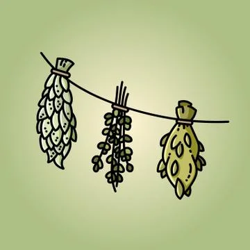 Dried herbs on a thread flat vector style image on green background Illustrazione stock
