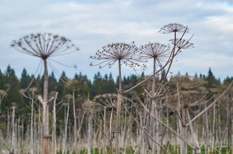 Dried hogweed in the field Stock Photos