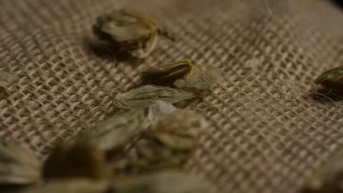 Dried hops cones scattered on rustic burlap fabric surface Video stock 327829550