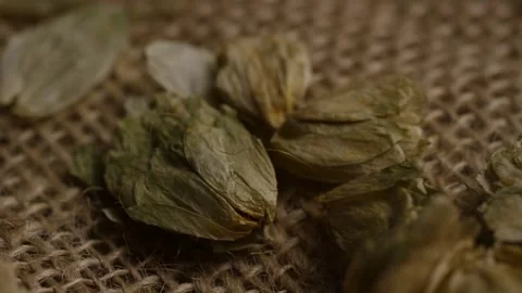 Dried hops flowers resting on a rustic burlap cloth Stock Footage 327829385