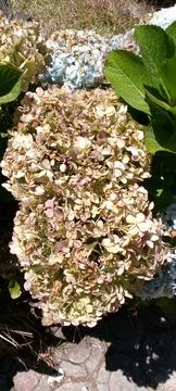 Dried Hydrangea Flower and Pebbles Natural Texture Background Stock Photos