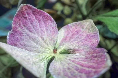 Dried hydrangea flower as background close up Foto stock