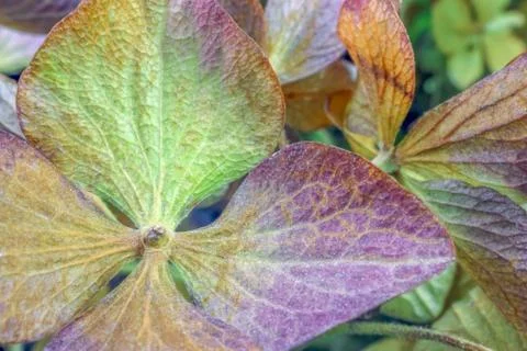 Dried hydrangea flower as background close up macro Photos
