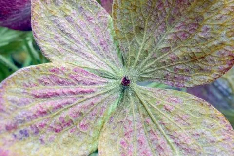 Dried hydrangea flower as background close up macro Foto stock