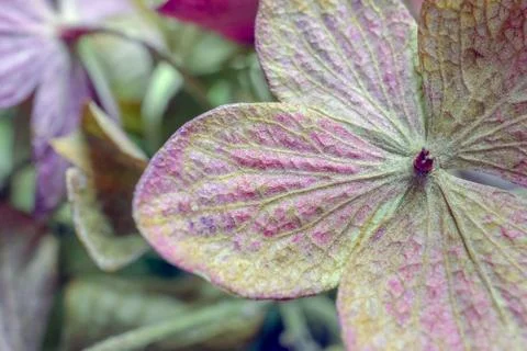 Dried hydrangea flower as background close up macro Foto stock