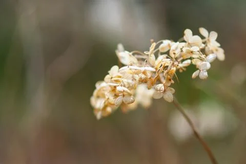 Dried Hydrangea Flower Head Stock Photos