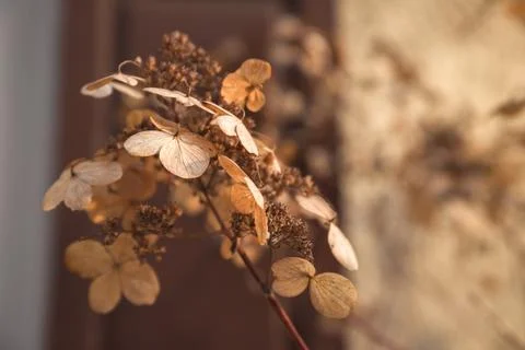 Dried hydrangea flowers on blurred background. Selective focus. Nature macro Foto stock