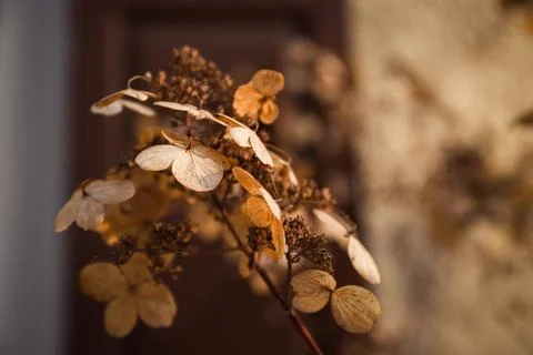 Dried hydrangea flowers on blurred background. Selective focus. Nature macro 写真素材