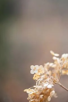 Dried Hydrangea Flowers Foto stock