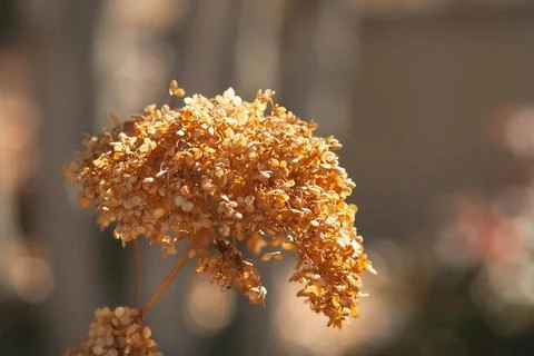 Dried Hydrangea Flowers Foto stock