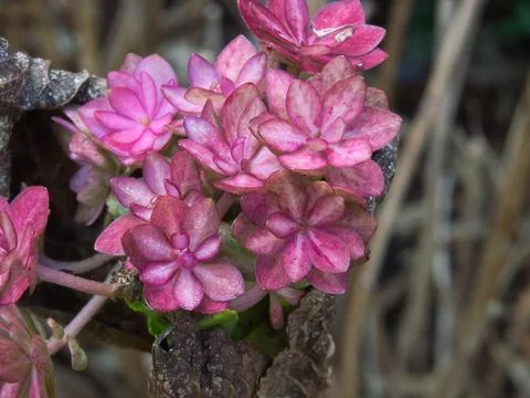 Dried Hydrangea Flowers Stock Photos