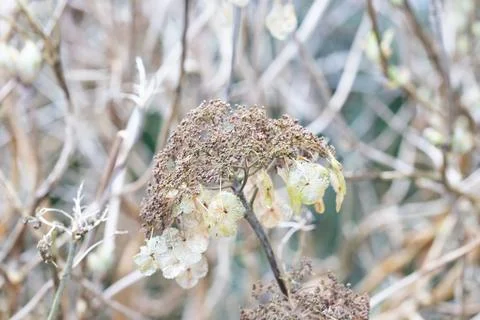 Dried hydrangea flowers showing winter garden decay Stock Photos