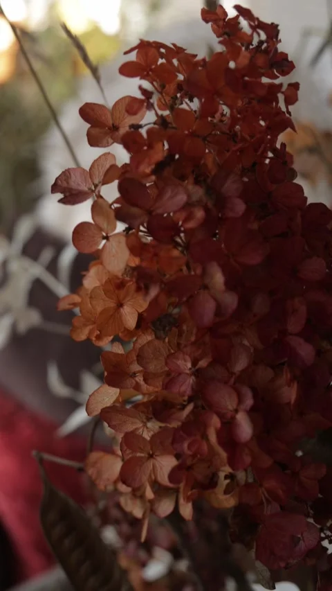 Dried Hydrangea Flowers in Warm Autumn Colors, Botanical Fall Decor, Vertical Vi Stock Footage 346640084