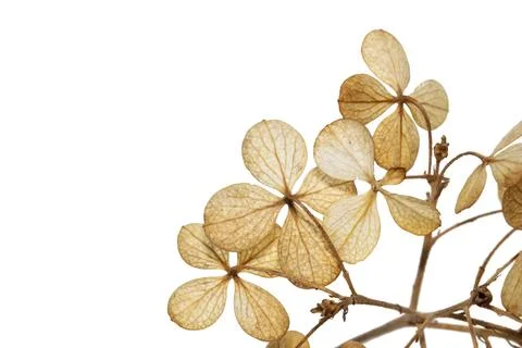 Dried hydrangea flowers on white background Stock Photos