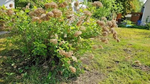 Dried hydrangea inflorescences. A faded hydrangea flower in the garden. Stock Photos