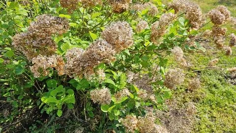 Dried hydrangea inflorescences. A faded hydrangea flower in the garden. Stock Photos
