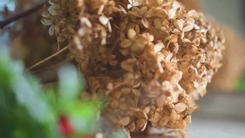 Dried hydrangea on kitchen surface, muted brown petals with mint in foreground Vídeos de archivo 346409735