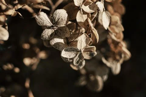 Dried hydrangea petals in sunlight close up. Beautiful dry flowers on black Stock Photos
