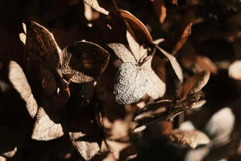 Dried hydrangea petals in sunlight close up. Beautiful dry flowers on black Stock Photos