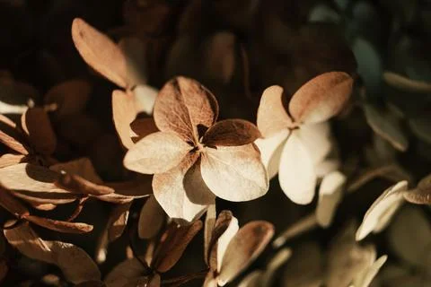 Dried hydrangea petals in sunlight close up. Beautiful dry flowers on black Stock Photos