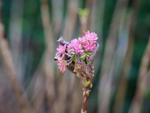 Dried Hydrangea Stock Photos