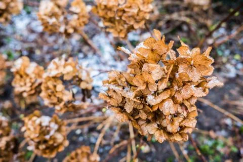 Dried Hydrangeaceae Flowers Stock Photos