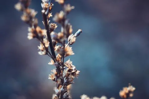 Dried inflorescences on a branch selective focus Stock Photos