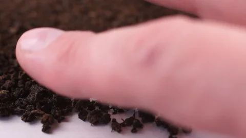 Dried Ivan-Tea Leaves Stock Footage 120682795