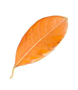 Dried jackfruit leaf isolated on white background Stock Photos