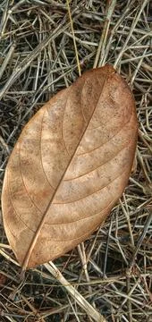 Dried jackfruit leaves fall on the grass Photos
