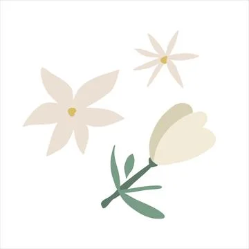 Dried jasmine flowers, isolated vector illustration Stock Illustration