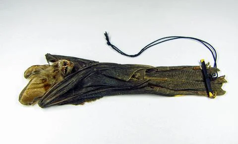 Dried Javan slit-faced bat Nycteris javanica specimen prepared for collecti.. Stock Photos