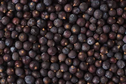 Dried juniper berries spice as a background, natural seasoning texture Stock Photos