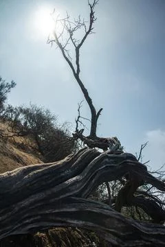 Dried Juniper tree in the sunlight Stock Photos