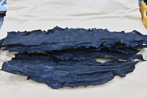 Dried kelp Foto stock