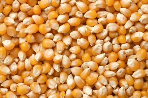 Dried kernel corn Stock Photos