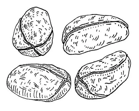 Dried kola nuts without shell. Vector engraving black vintage Illustrazione stock