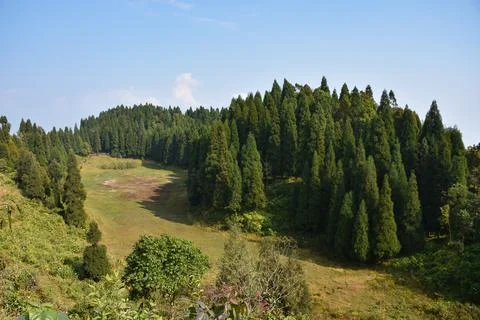 Dried Lake surrounded by pine Trees With Bright Blue Sky in Sittong, Darjeeli Stock Photos