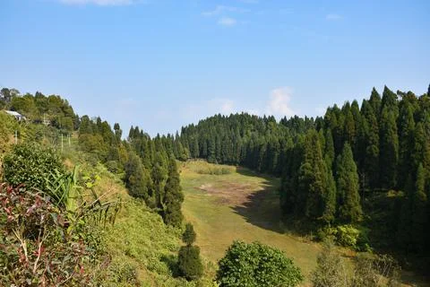 Dried Lake surrounded by pine Trees With Bright Blue Sky in Sittong Darjeelin Stock-Fotos