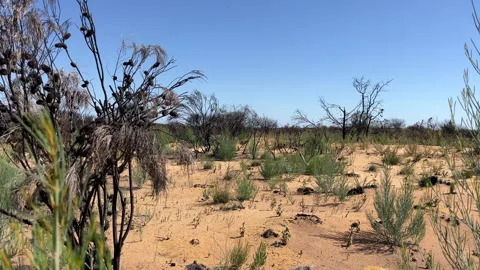 Dried land with sparse vegetation and burnt trees in a desert Stock-Footage 326353234