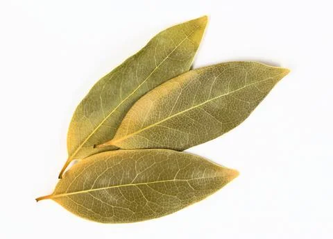Dried Laurel Bay leaves scattered on white background. Stock Photos