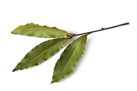 Dried Laurel sprig Stock Photos