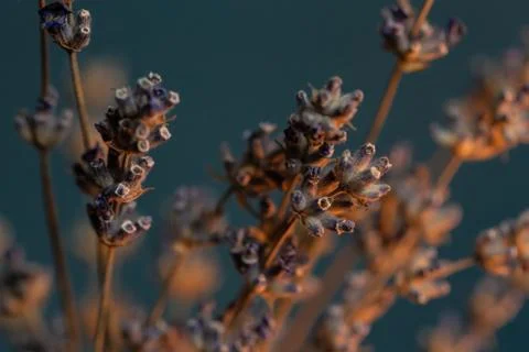 Dried lavender close up view. Stock Photos